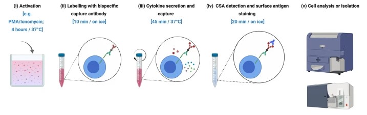 Fig.1 Cytokine secretion assay by flow cytometry. (OA Literature)